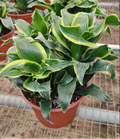 Florado Dragon Dracaena